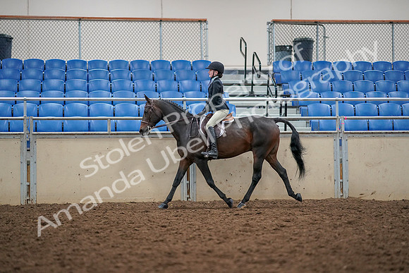 2019 Morgan Horse Show - Aug 30, 2019 - 23133