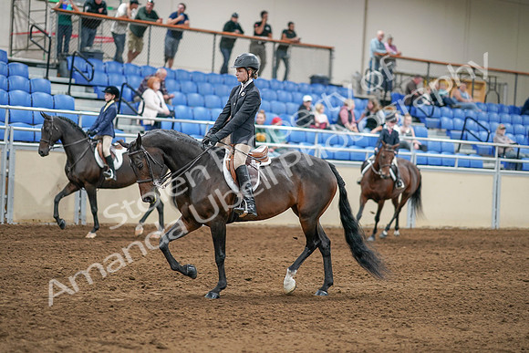 2020 - AB Morgan Horse - Sat, Sept 05 - 10604