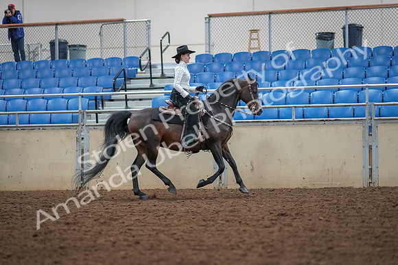 2019 Morgan Horse Show - Aug 30, 2019 - 16954