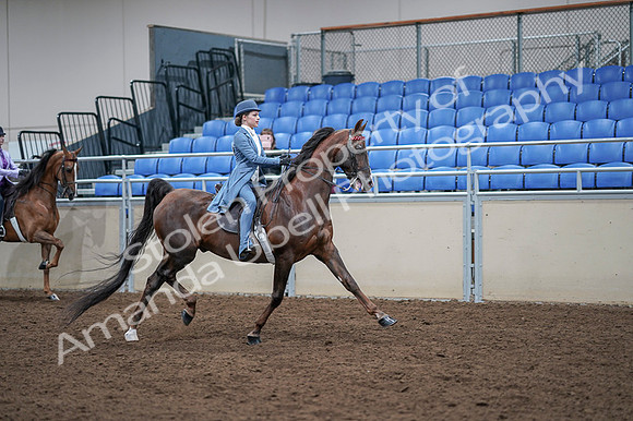 2020 - AB Morgan Horse - Fri, Sept 04 - 05058