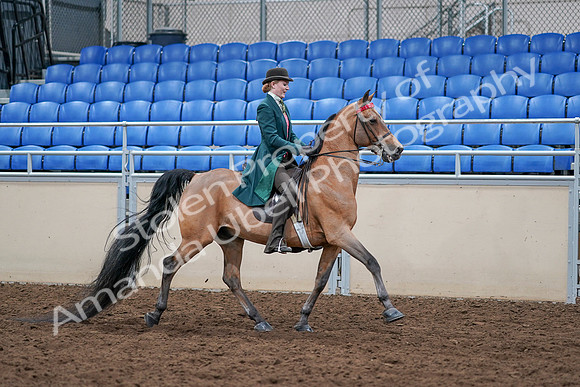 2020 - AB Morgan Horse - Sat, Sept 05 - 13878