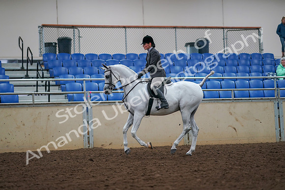 2019 Morgan Horse Show - Aug 30, 2019 - 17440