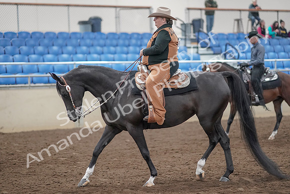 2019 Morgan Horse Show - Aug 31, 2019 - 06019