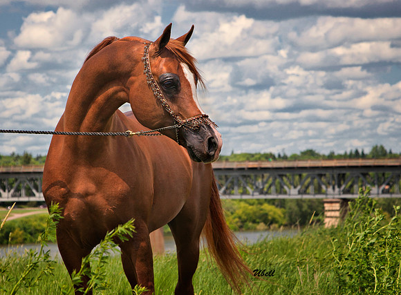 Arabians - 057