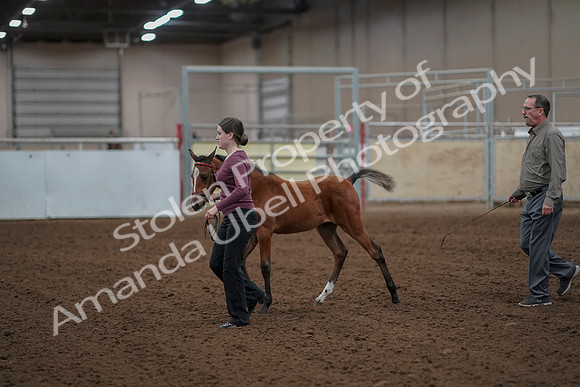 2019 Morgan Horse Show - Aug 30, 2019 - 24782