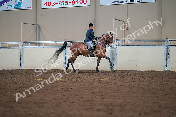 2019 Morgan Horse Show - Aug 30, 2019 - 20970