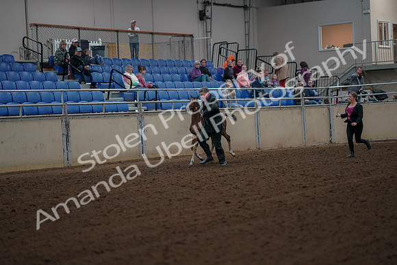 2019 Morgan Horse Show - Aug 30, 2019 - 24650