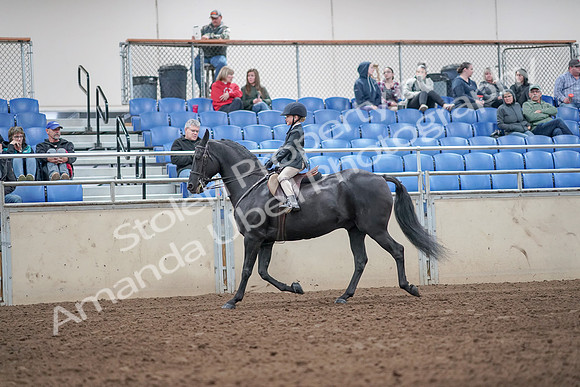 2019 Morgan Horse Show - Aug 31, 2019 - 19472