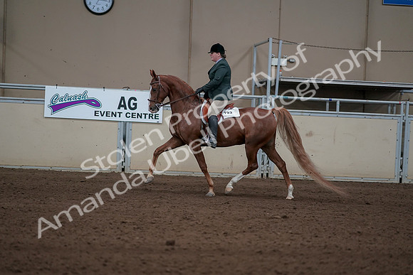 2019 Morgan Horse Show - Sept 01, 2019 - 12228