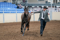 2020 - AB Morgan Horse - Sat, Sept 05 - 00723