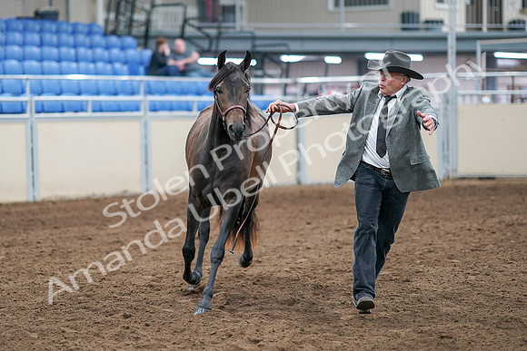 2020 - AB Morgan Horse - Sat, Sept 05 - 00723