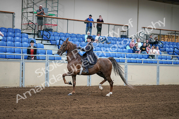 2020 - AB Morgan Horse - Sat, Sept 05 - 06202