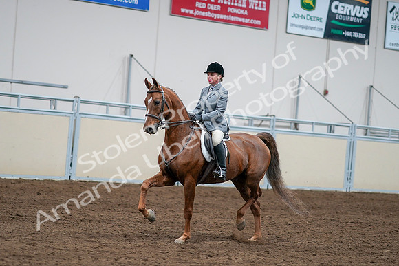 2020 - AB Morgan Horse - Sat, Sept 05 - 03273