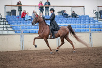 2019 Morgan Horse Show - Aug 31, 2019 - 21977