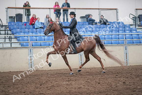 2019 Morgan Horse Show - Aug 31, 2019 - 21977