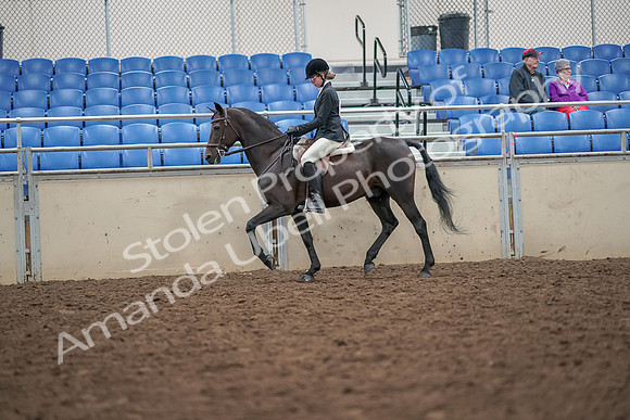 2019 Morgan Horse Show - Aug 30, 2019 - 20133