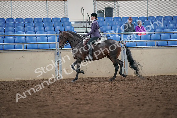 2019 Morgan Horse Show - Aug 30, 2019 - 20152