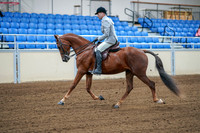 2020 - AB Morgan Horse - Fri, Sept 04 - 01477