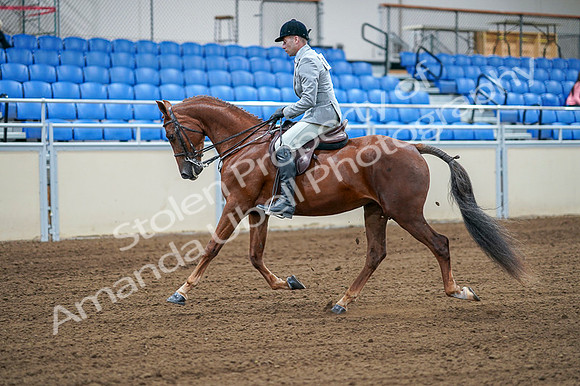 2020 - AB Morgan Horse - Fri, Sept 04 - 01477