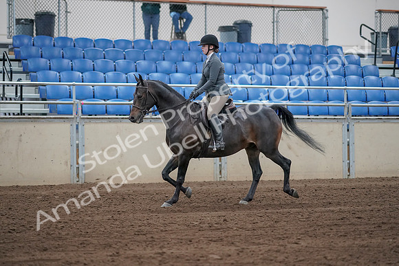 2019 Morgan Horse Show - Sept 01, 2019 - 10931