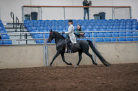 Class 096 - Morgan Classic Pl Saddle - Junior Exhibitor