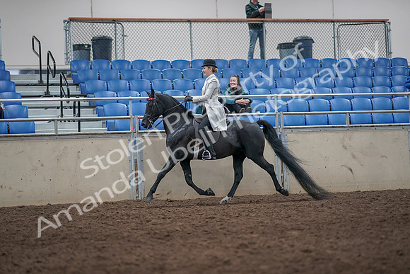 2019 Morgan Horse Show - Aug 31, 2019 - 09228