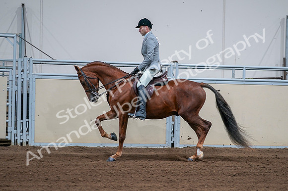 2020 - AB Morgan Horse - Fri, Sept 04 - 01615