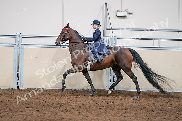 2020 - AB Morgan Horse - Sat, Sept 05 - 04819