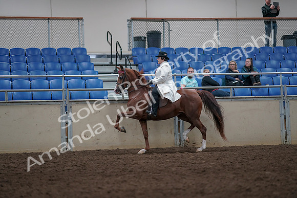 2019 Morgan Horse Show - Aug 31, 2019 - 08571