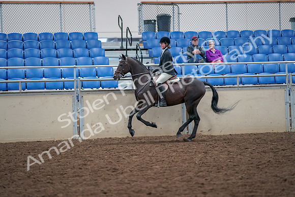 2019 Morgan Horse Show - Aug 30, 2019 - 20650