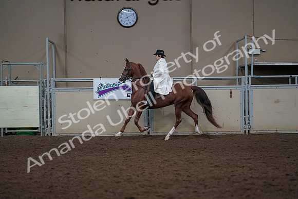 2019 Morgan Horse Show - Aug 31, 2019 - 17879