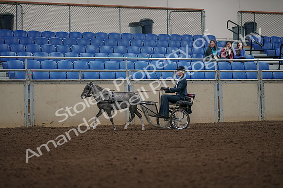 2019 Morgan Horse Show - Aug 31, 2019 - 04354