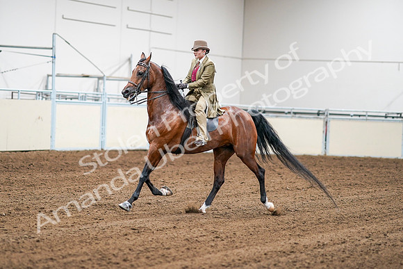 2020 - AB Morgan Horse - Sat, Sept 05 - 08066