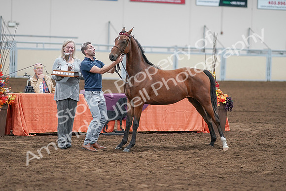 2020 - AB Morgan Horse - Sat, Sept 05 - 00691