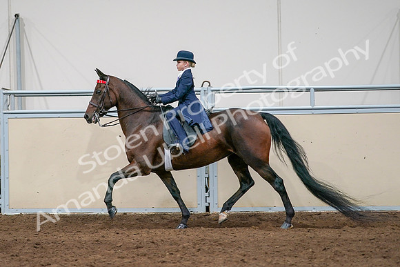 2020 - AB Morgan Horse - Sat, Sept 05 - 04942