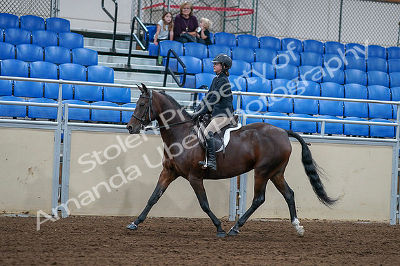 2020 - AB Morgan Horse - Fri, Sept 04 - 01508