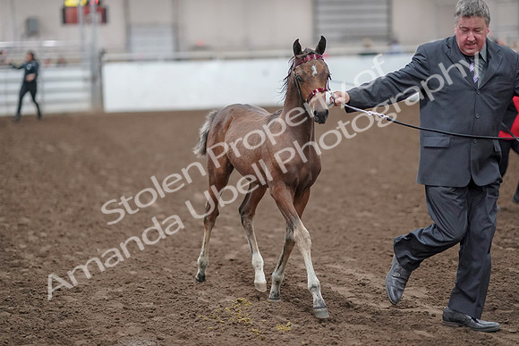 2019 Morgan Horse Show - Aug 31, 2019 - 00852