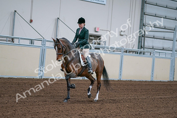 2020 - AB Morgan Horse - Fri, Sept 04 - 01684