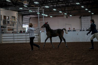 2019 Morgan Horse Show - Aug 31, 2019 - 03558