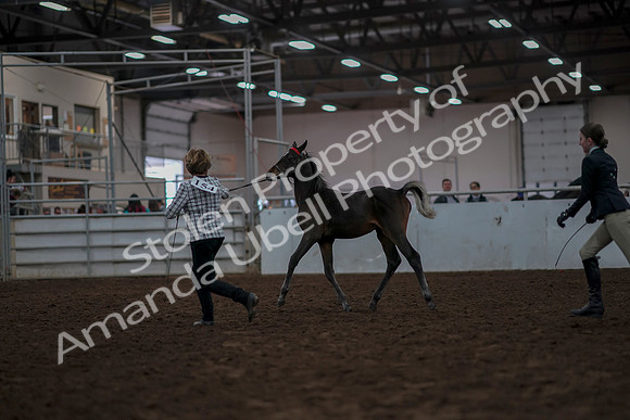 2019 Morgan Horse Show - Aug 31, 2019 - 03558