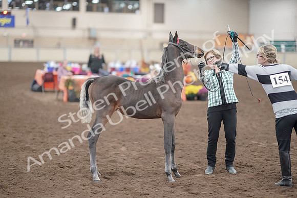 2019 Morgan Horse Show - Aug 31, 2019 - 00076