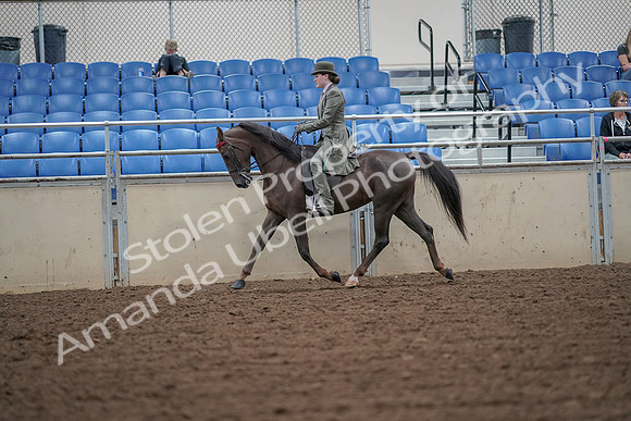 2019 Morgan Horse Show - Aug 30, 2019 - 15401