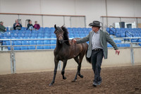 2019 Morgan Horse Show - Aug 31, 2019 - 03380