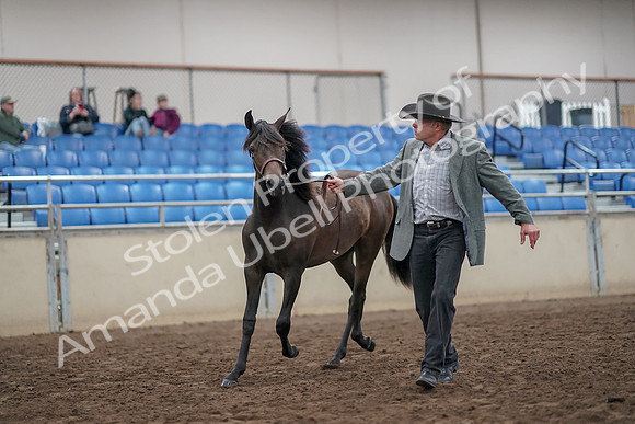 2019 Morgan Horse Show - Aug 31, 2019 - 03380