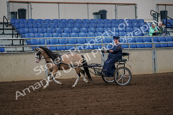 2019 Morgan Horse Show - Aug 30, 2019 - 13111
