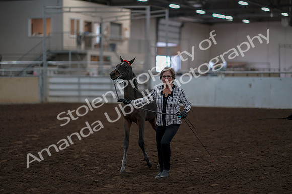 2019 Morgan Horse Show - Aug 31, 2019 - 00065