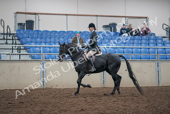 2019 Morgan Horse Show - Aug 31, 2019 - 14970