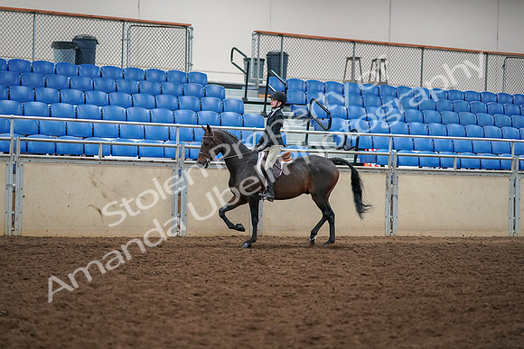 2019 Morgan Horse Show - Aug 30, 2019 - 12136