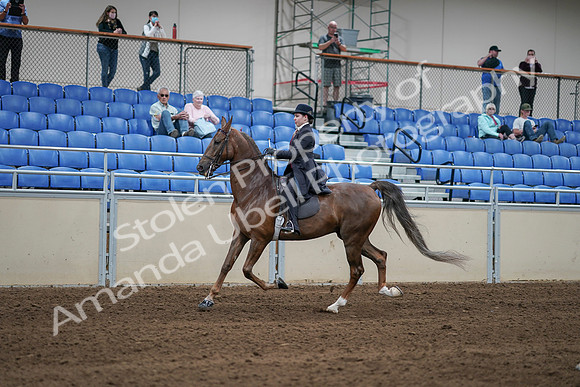 2020 - AB Morgan Horse - Sat, Sept 05 - 06212