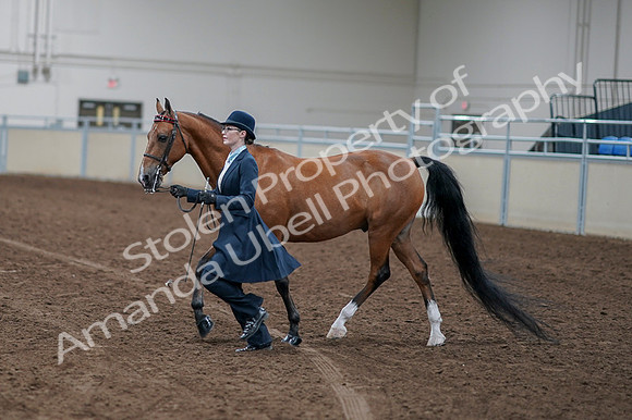2020 - AB Morgan Horse - Fri, Sept 04 - 00953